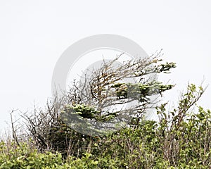 Deformed spruce tree, tuckamore
