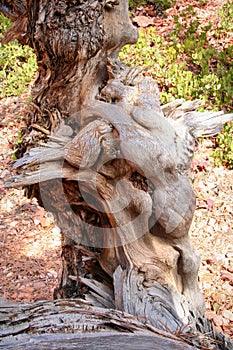 Deformed Tree Trunk of Bryce