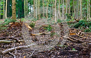 Deforstation for upkeep in the liesbos forest of Breda, The Netherlands