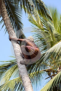 Deft indian man picking coconut photo