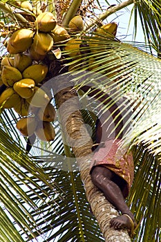 Deft indian man picking coconut photo