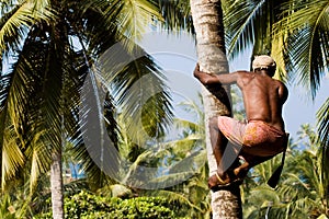 Deft indian man picking coconut