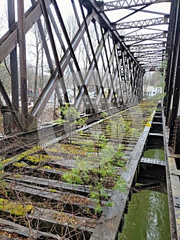 Defunct railroad bridge with young white pine trees growing on railbed