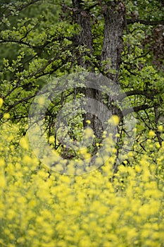 Defused wild yellow mustard in front of tall tree