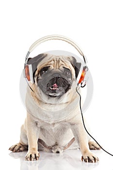 Deg pug dog with headphone isolated on white background