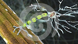 Degradation of motor neurons, conceptual 3D illustration photo