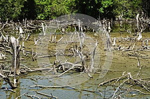 Degraded mangrove forests