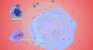 Degranulation of Mast cells and Basophils