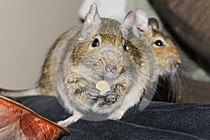 Degu