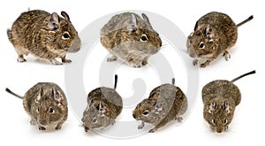 Degu