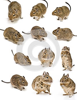 Degu