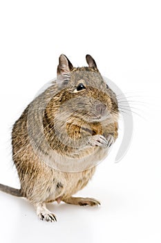 Degu