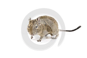 Degu