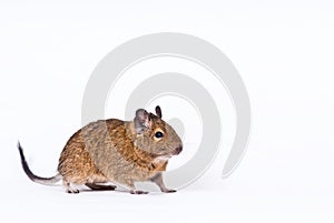 Degu photo