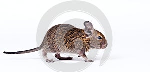 Degu