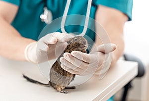 Degu, active chilean rodent