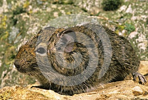 DEGU OR CHILEAN RAT octodon degus