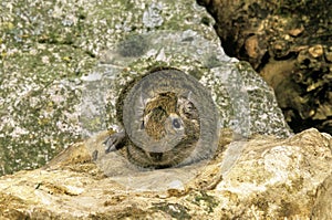 Degu or Chilean Rat, octodon degus, Adult