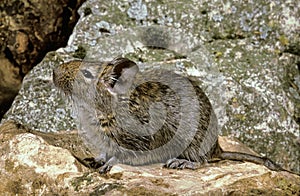 Degu or Chilean Rat, octodon degus, Adult