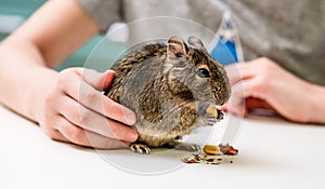 Degu chilean squirrel eating nuts