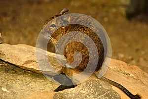 Degu in Cute Pose