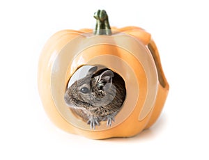 Degu hides in a pumpkin house, closeup