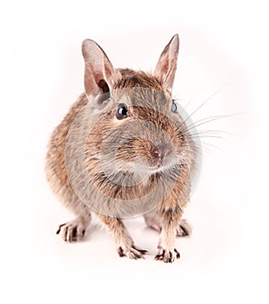 Degu isolated