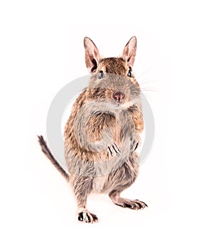 Degu isolated
