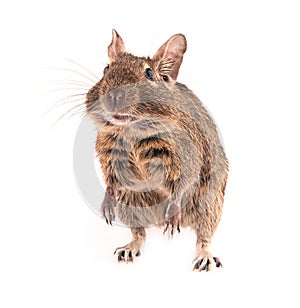Degu isolated