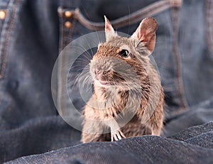 Degu on the jeans