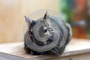 Degu pet relaxing after eating. exotic animal for domestic life