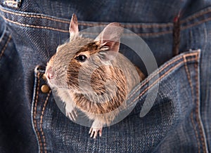 Degu in the pocket