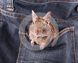 Degu in the pocket
