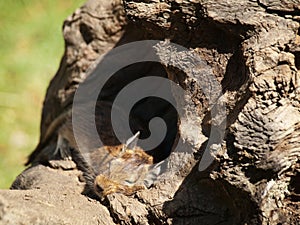 Degu sleeping
