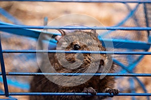 The degu, is a small hystricomorpha rodent endemic to the Chilean matorral ecoregion of central Chile