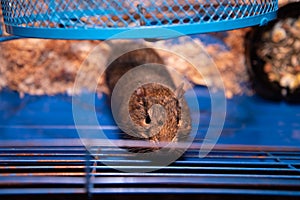 The degu, is a small hystricomorpha rodent endemic to the Chilean matorral ecoregion of central Chile