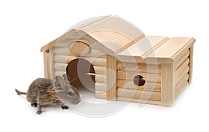 Degu beside small wooden pet house