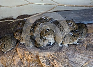 The Degu. South American rodent family keeping warm