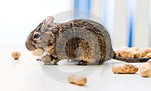 Degu squirrel gnaws peanut, close-up