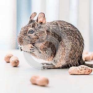 Degu squirrel gnaws peanut, close-up
