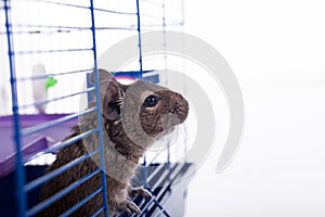 Degu squirrel in his cage