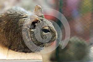 Degu squirrel pet relaxing after eating. exotic animal for domestic life