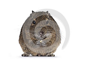 Degu on white background