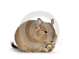 Degu on white background