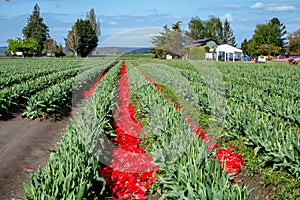 Deheaded red flower petals from tulips allow bulbs to strengthen