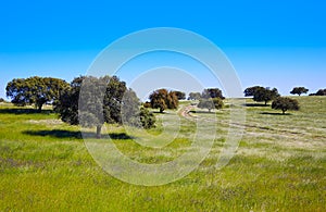 Dehesa grassland by via de la Plata Spain