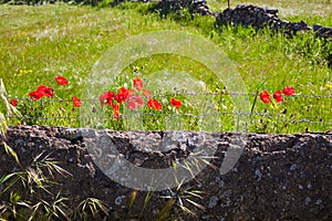 Dehesa grassland by via de la Plata way Spain