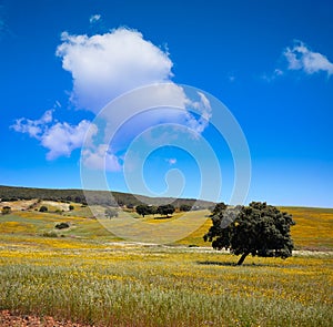Dehesa grassland by via de la Plata way Spain