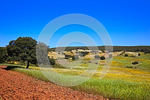 Dehesa grassland by via de la Plata way Spain