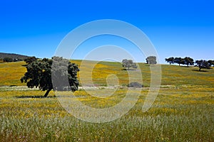 Dehesa grassland by via de la Plata way Spain